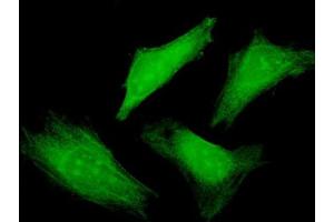 Immunofluorescence of purified MaxPab antibody to BRUNOL4 on HeLa cell.