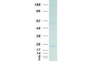 Validation with Western Blot