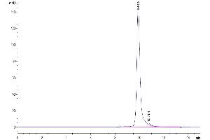 The purity of Human FOLR4/Juno is greater than 95 % as determined by SEC-HPLC. (Folate Receptor 4 Protein (AA 20-228) (His tag))