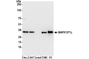 anti-Mitogen-Activated Protein Kinase 1 Interacting Protein 1-Like (MAPK1IP1L) (AA 1-50) antibody