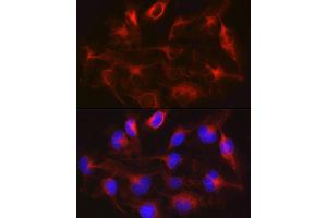 Immunofluorescence analysis of U-251MG cells using METTL7B Rabbit pAb (ABIN6128288, ABIN6143779, ABIN6143781 and ABIN6223026) at dilution of 1:100 (40x lens). (METTL7B anticorps  (AA 55-244))