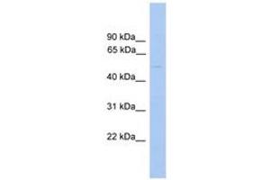 Image no. 1 for anti-Glycerate Kinase (GLYCTK) (AA 131-180) antibody (ABIN6745551) (GLYCTK anticorps  (AA 131-180))