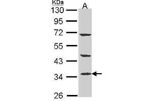 WB Image Sample (30 ug of whole cell lysate) A: A431 , 10% SDS PAGE antibody diluted at 1:1000 (PTER anticorps)