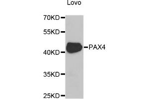 Western blot analysis of extracts of Lovo cells, using PAX4 antibody (ABIN5975374) at 1/1000 dilution. (PAX4 anticorps)