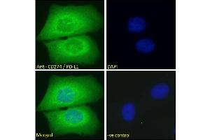 ABIN185339 Immunofluorescence analysis of paraformaldehyde fixed U2OS cells, permeabilized with 0. (PD-L1 anticorps  (C-Term))