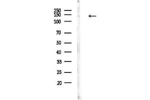 anti-Cyclin G Associated Kinase (GAK) (N-Term) antibody