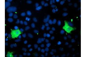 Image no. 3 for anti-Pyridoxamine 5'-Phosphate Oxidase (PNPO) antibody (ABIN1500319)