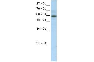 WB Suggested Anti-ZNF307 Antibody Titration:  2. (ZKSCAN4 anticorps  (Middle Region))