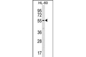 SM50 Antibody (Center) (ABIN1537915 and ABIN2838212) western blot analysis in HL-60 cell line lysates (35 μg/lane). (SAMM50 anticorps  (AA 163-189))