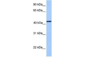 KLC3 antibody used at 1 ug/ml to detect target protein. (KLC3 anticorps  (Middle Region))