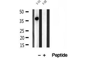 Western blot analysis of extracts of K-562 cells, using SGTA antibody. (SGTA anticorps  (C-Term))