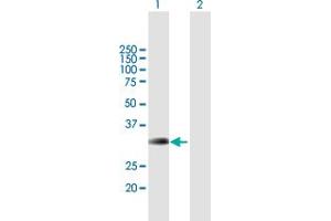 Western Blot analysis of BRMS1 expression in transfected 293T cell line by BRMS1 MaxPab polyclonal antibody. (BRMS1 anticorps  (AA 1-246))