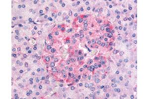 Anti-SGK1 antibody IHC of human pancreas. (SGK1 anticorps  (AA 419-431))