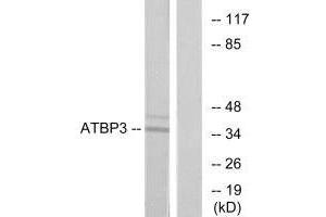 Western blot analysis of extracts from LOVO cells, using ATBP3 antibody. (ATPBD3 anticorps  (C-Term))