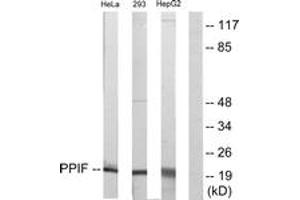 Western blot analysis of extracts from HepG2/HeLa/293 cells, using PPIF Antibody. (PPIF anticorps  (AA 86-135))