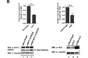 Both NXF1 and p15 can contribute to the efficient nuclear export of HBV pgRNA.