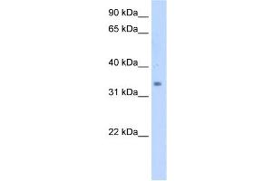 SC4MOL antibody used at 5 ug/ml to detect target protein. (SC4MOL anticorps  (N-Term))