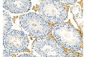 ABIN6265576 and ABIN6273176 at 1/100 staining Mouse testis tissue by IHC-P. (TIMM44 anticorps  (N-Term))