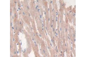 IHC-P analysis of Mouse Tissue, with DAB staining. (VEGFB anticorps  (AA 21-207))
