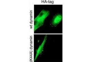 GTPase activity of Dynamin-2 is required for endocytosis of cell-surface tTG. (HA-Tag anticorps)