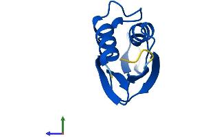AlphaFold protein structure predicition of Human Recombinant C10orf53 Protein, UniprotID Q8N6V4