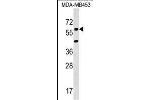 KCNS3 Antibody (N-term) (ABIN1538821 and ABIN2848962) western blot analysis in MDA-M cell line lysates (35 μg/lane). (KCNS3 anticorps  (N-Term))