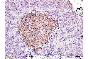 Formalin-fixed and paraffin embedded mouse pancreas labeled with Anti-Insulin Polyclonal Antibody, Unconjugated (ABIN724265) 1:200 followed by conjugation to the secondary antibody and DAB staining (Insulin anticorps  (AA 46-59))