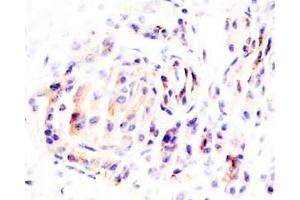 Human pancreas tissue was stained by Anti-Neuronostatin-13 (H,P) Antibody (Neuronostatin-13 anticorps)