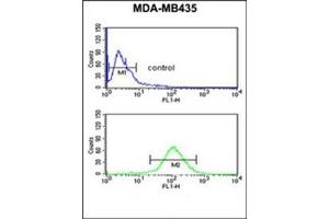 Flow cytometric analysis of MDA-MB435 cells using NARFL Antibody (Center) Cat. (NARFL anticorps  (Middle Region))