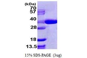 SDS-PAGE (SDS) image for SEC13 Homolog (SEC13) (AA 1-322) protein (His tag) (ABIN667416) (SEC13 Protein (AA 1-322) (His tag))