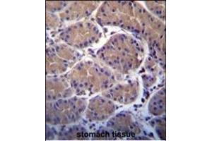 USP20 Antibody (C-term) (ABIN388910 and ABIN2839192) immunohistochemistry analysis in formalin fixed and paraffin embedded human stomach tissue followed by peroxidase conjugation of the secondary antibody and DAB staining. (USP20 anticorps  (C-Term))