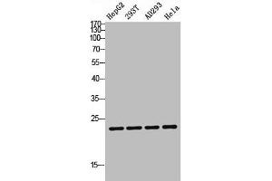 Western blot analysis of HepG2 293T AD293 Hela lysis using TDGF1P3 antibody. (Cripto-3 anticorps  (Internal Region))