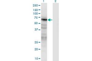 Western Blot analysis of PANX2 expression in transfected 293T cell line by PANX2 monoclonal antibody (M02), clone 2B11. (Pannexin 2 anticorps  (AA 133-219))