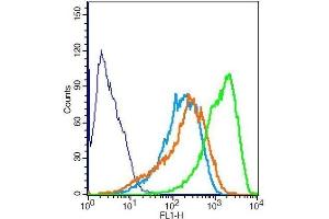 RSC996 cells probed with Rabbit Anti-MAPKAP Kinase 2 Polyclonal Antibody .