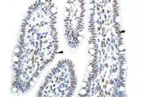 Image no. 1 for anti-Splicing Factor Proline/glutamine-Ric (SFPQ) (AA 191-240) antibody (ABIN203277) (SFPQ anticorps  (AA 191-240))