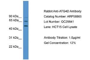 WB Suggested Anti-ATG4D  Antibody Titration: 0. (ATG4D anticorps  (Middle Region))