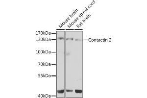 Western blot analysis of extracts of various cell lines, using Contactin 2 antibody (ABIN6131378, ABIN6138801, ABIN6138802 and ABIN6223677) at 1:1000 dilution. (CNTN2 anticorps  (AA 785-1012))