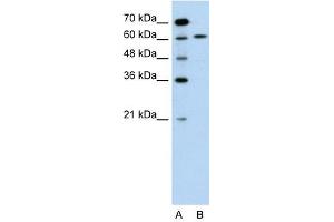 Western Blot showing PDCD8 antibody used at a concentration of 1-2 ug/ml to detect its target protein.