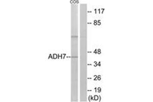 Western blot analysis of extracts from COS7 cells, using ADH7 Antibody.