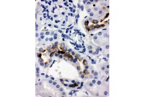 Anti-Kallikrein 1 antibody, IHC(P) IHC(P): Rat Kidney Tissue (Kallikrein 1 anticorps  (C-Term))