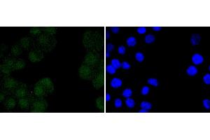 N2A cells were stained with Oct 4 (2D5) Monoclonal Antibody  at [1:200] incubated overnight at 4C, followed by secondary antibody incubation, DAPI staining of the nuclei and detection.
