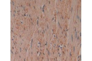 Used in DAB staining on fromalin fixed paraffin- embedded Kidney tissue (PCDHB15 anticorps  (AA 35-347))