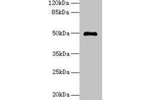 Western blot All lanes: ADAL antibody at 6 μg/mL + Mouse kidney tissue Secondary Goat polyclonal to rabbit IgG at 1/10000 dilution Predicted band size: 41, 31, 38 kDa Observed band size: 50 kDa (ADAL anticorps  (AA 1-267))