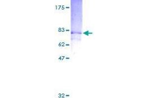 Image no. 1 for Ras Association (RalGDS/AF-6) Domain Family (N-terminal) Member 8 (RASSF8) (AA 1-392) protein (GST tag) (ABIN1317537)