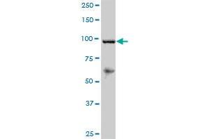 RECK MaxPab polyclonal antibody.