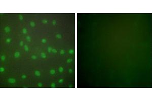 Peptide - +Immunofluorescence analysis of NIH/3T3 cells, using HDAC1 antibody (#C0221). (HDAC1 anticorps)