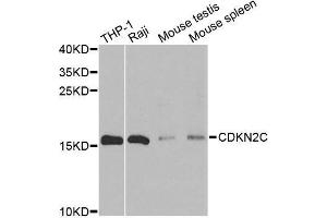 Western blot analysis of extracts of various cell lines, using CDKN2C antibody. (CDKN2C anticorps)