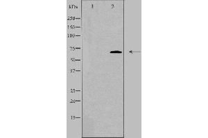 Western blot analysis of extracts from HeLa cells, using DDX55 antibody.