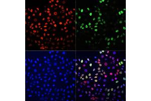 Immunofluorescence analysis of HeLa cells using BrdU antibody (Green)(ABIN2650900) and TriMethyl-Histone H3-K27 antibody (Red)(A2363). (BrdU anticorps)