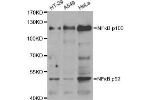 Western blot analysis of extracts of various cell lines, using NFKB2 antibody (ABIN2975984). (NFKB2 anticorps)